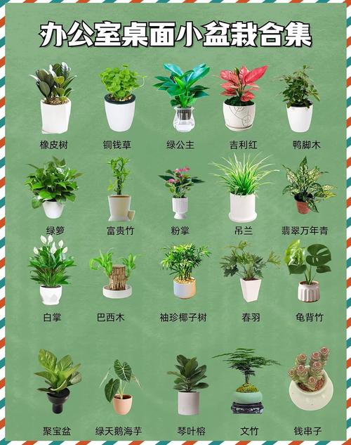 绿植养护:让办公室充满生机的植物推荐