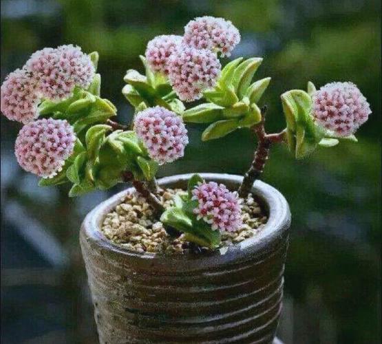 多肉植物生虫?喷施「护花神」