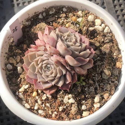 多肉植物徒长?砍头「+ 控光控水」