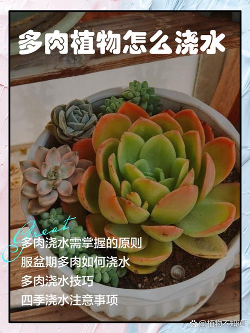 如何给多肉植物施肥？资深花友的建议